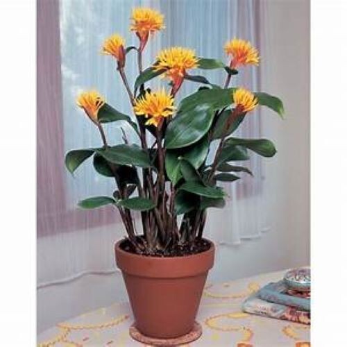 Golden Brush Dwarf Ginger - Burbidgea schizocheila- SMALL ROOTED STARTER Plant gallery