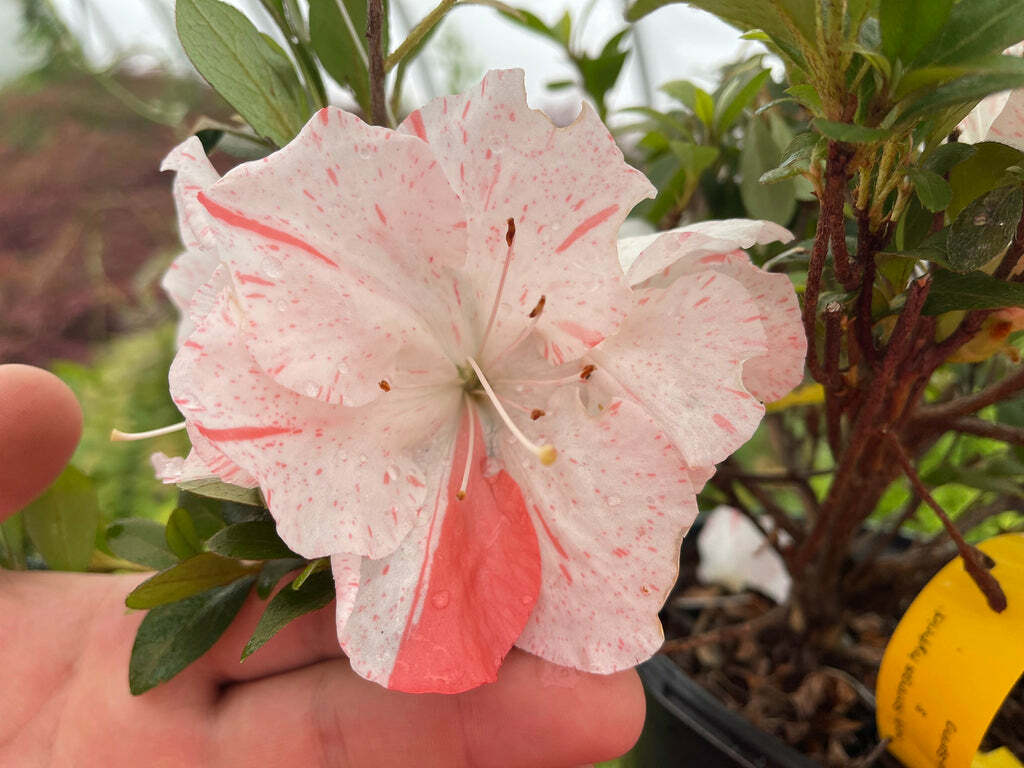 ~ASTRONAUT~~Azalea Rhododendron Deciduous Starter Plant~~BI-COLOR STRIPED BLOOMS gallery