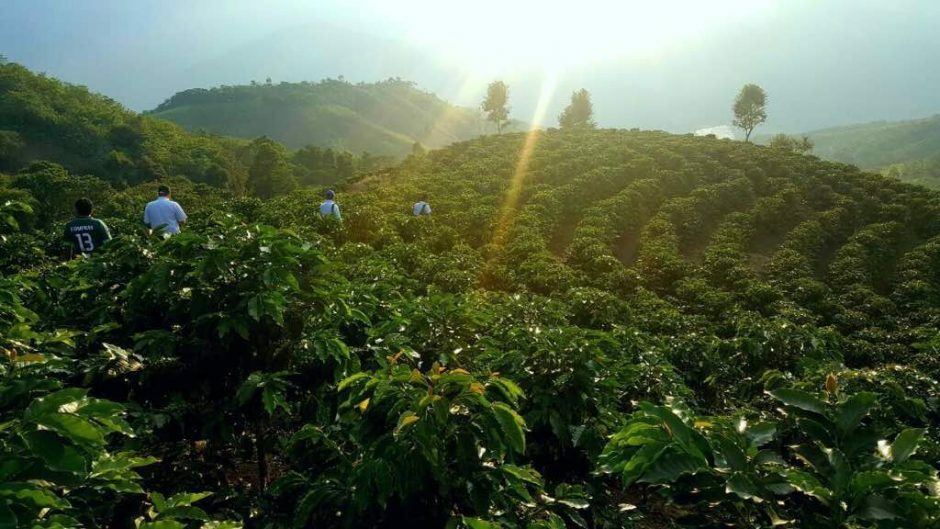 5 LBS PERUVIAN PERU UNROASTED DECAFFEINATED GREEN COFFEE BEANS - DECAF gallery
