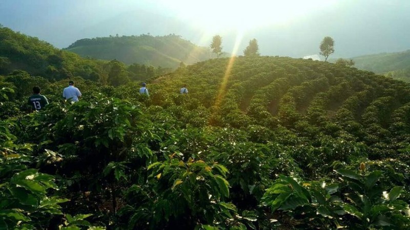 5 LBS PERUVIAN PERU UNROASTED DECAFFEINATED GREEN COFFEE BEANS - DECAF gallery