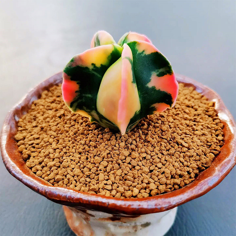2.5-4cm Astrophytum Myriostigma Succulent Plant Cactus Variegated Plant gallery