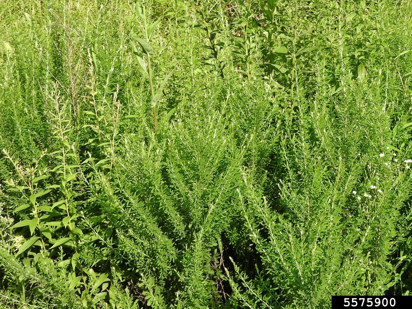 Sericea Lespedeza (Hulled) gallery