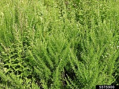 Sericea Lespedeza (Hulled)