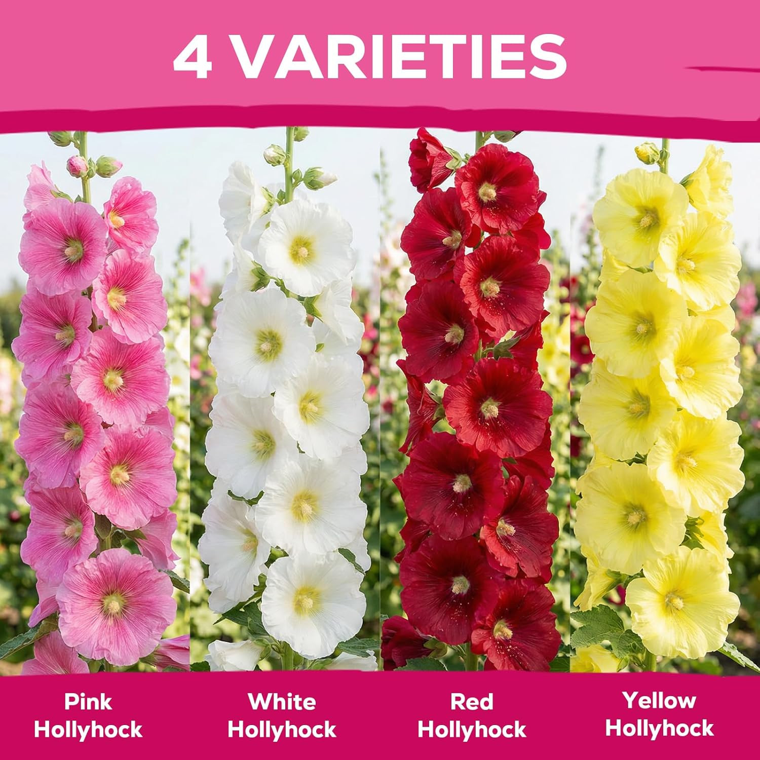 Hollyhock Seeds 3000+ Bulk Pack - Mixed Colors Perennial Heirloom Non-Gmo, Easy gallery
