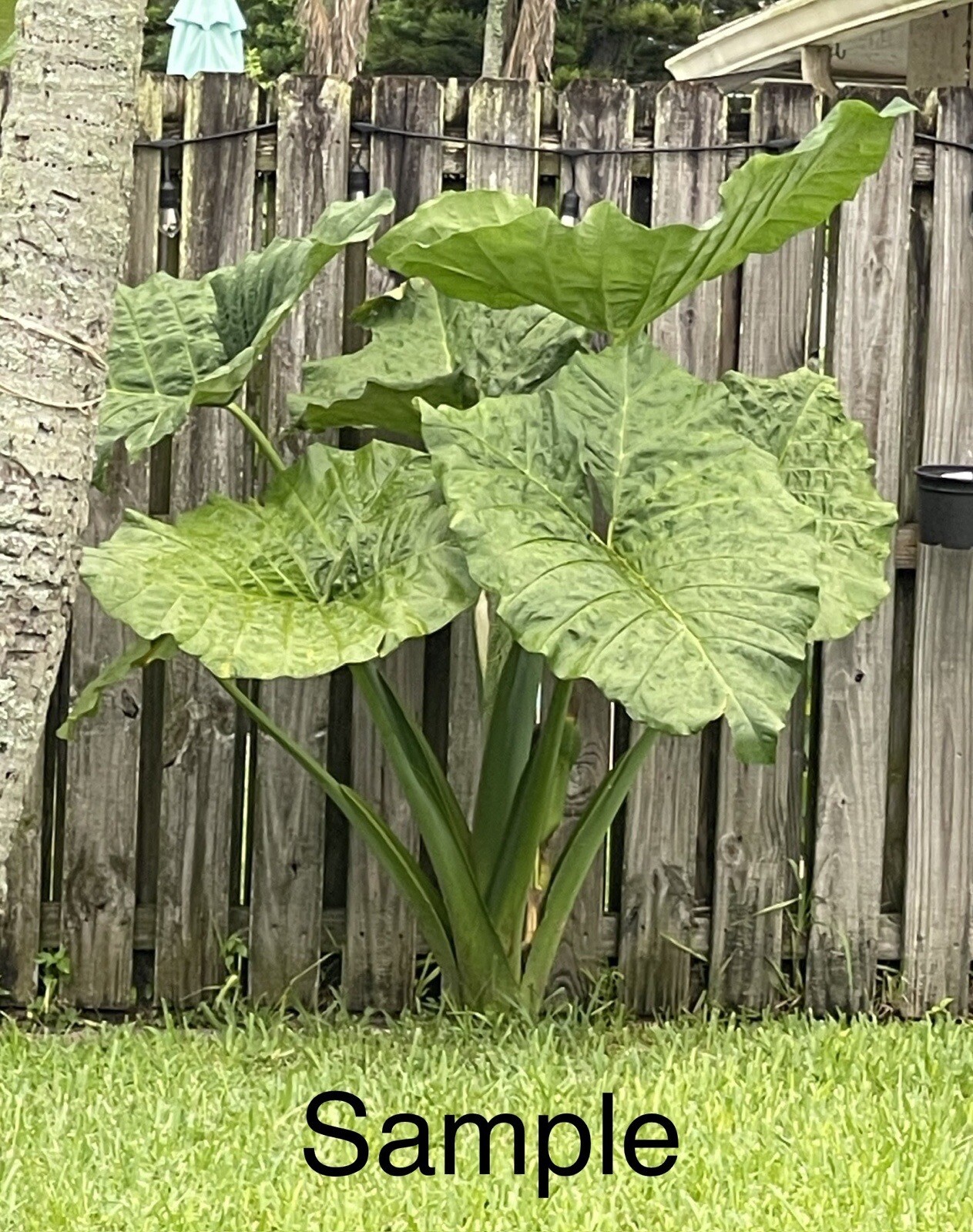 “Giant Taro” Colocasia Elephant Ear Plant 10 Bare Root Ready To Plant Guaranteed gallery