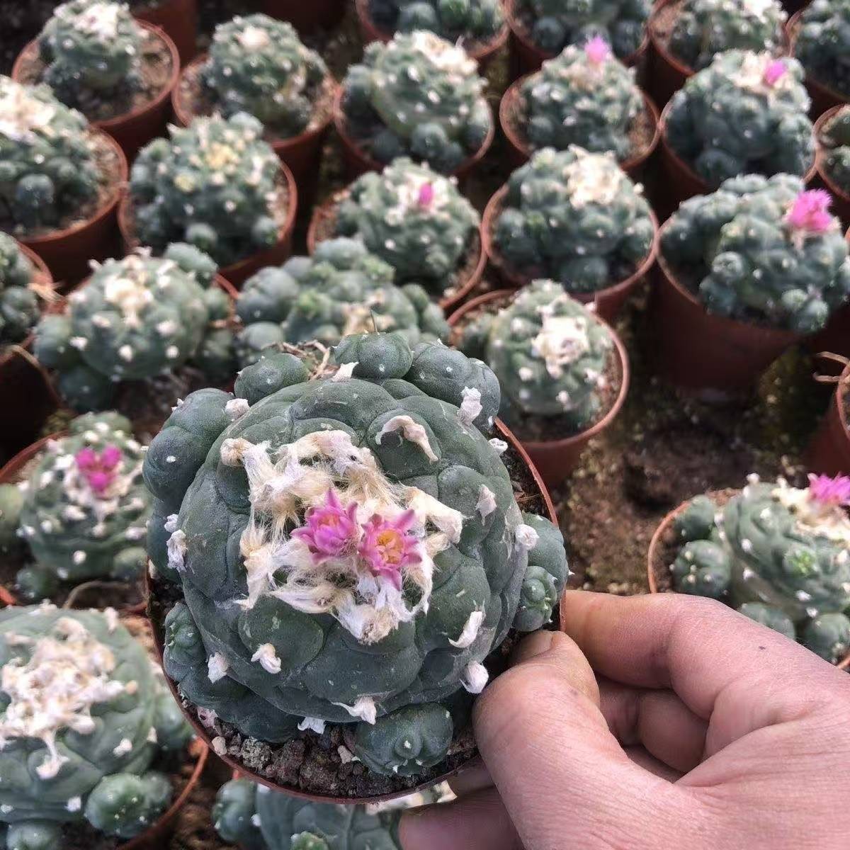 Succulent Cactus Plant Home Garden Decoration Beautiful Cactus Plants 6-8cm gallery