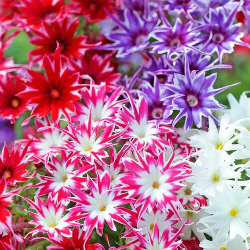 Twinkle Mix Phlox Seeds | Heirloom / Non-GMO | Free Shipping | Flower Seeds 1237 gallery