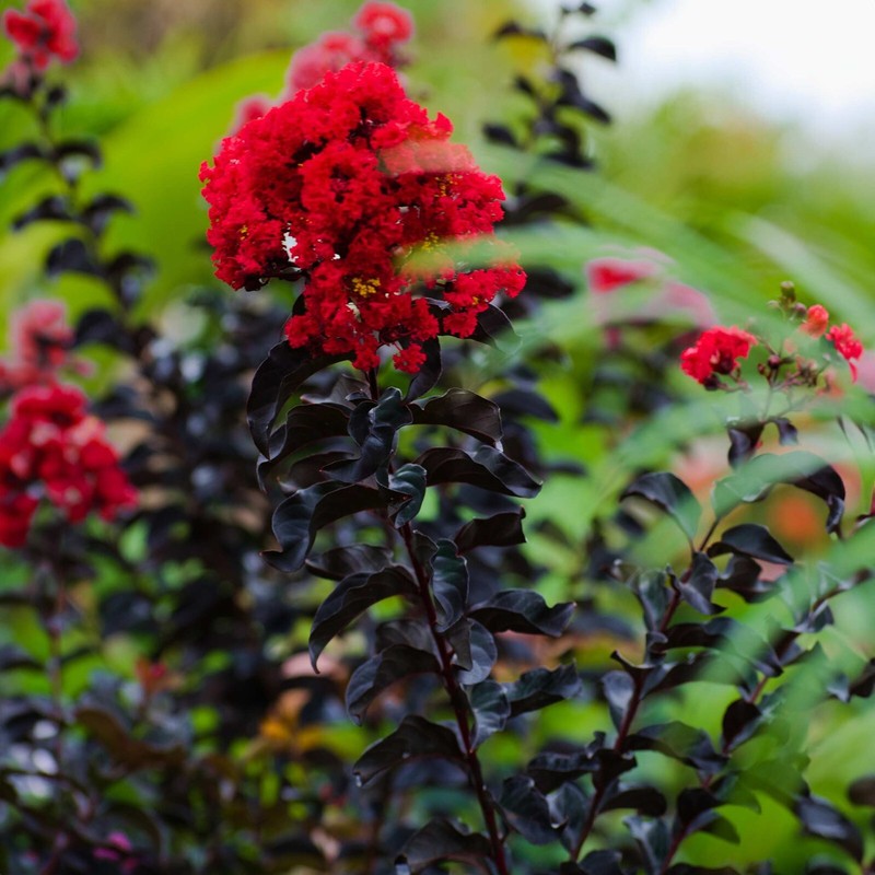 Ruby Thunderstruck Crape Myrtle Starter Lagerstroemia Rooted "STARTER" Plant gallery