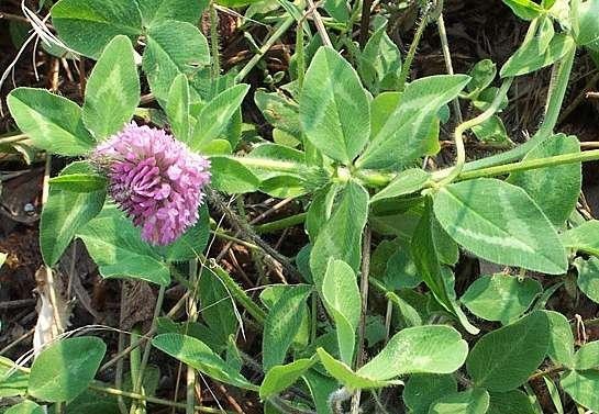 10 LBS RED CLOVER FOOD PLOT SEED FOR DEER, TURKEY, WILDLIFE, COATED SEED gallery