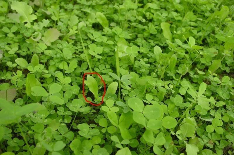 Sixpoint Chicory Food Plot Seed - 1 lb. gallery