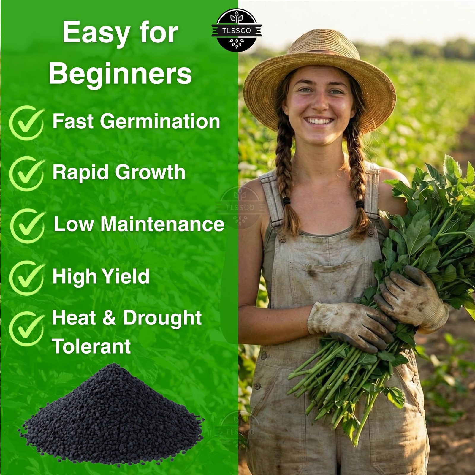 3000+ USA Premium Egyptian Spinach Seeds (Molokhia), Non-GMO 3000, Green gallery