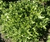 ENDIVE SALAD KING Cichorium Endivia - 1,000 Bulk Seeds gallery