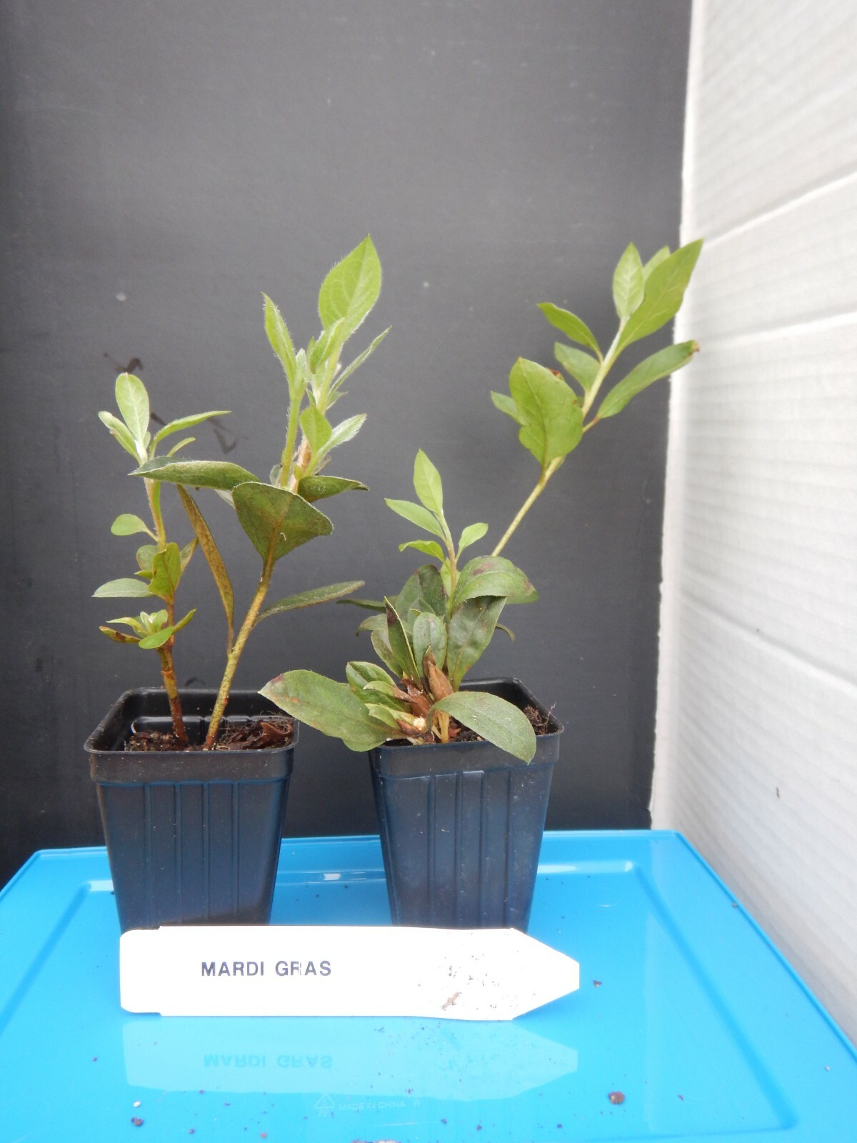 ~~MARDI GRAS~~Azalea Rhododendron Deciduous Starter Plant~~RED & WHITE BI-COLOR~ gallery