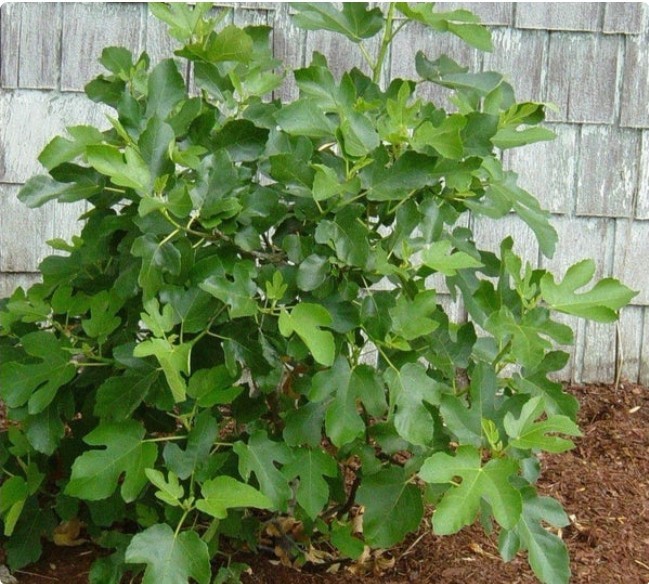 Fig Tree. Brown Turkey Fig . 1 well Rooted Live Plant. Free Shipping! gallery