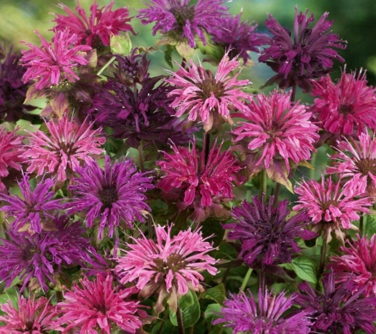 500 + Bee Balm Mixed Flower Seeds USA seller gallery