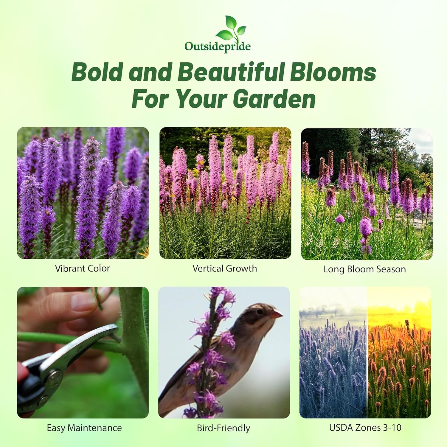 1 LB Drought Resistant Gayfeather Liatris Spicata Wildflower Plant Seed gallery