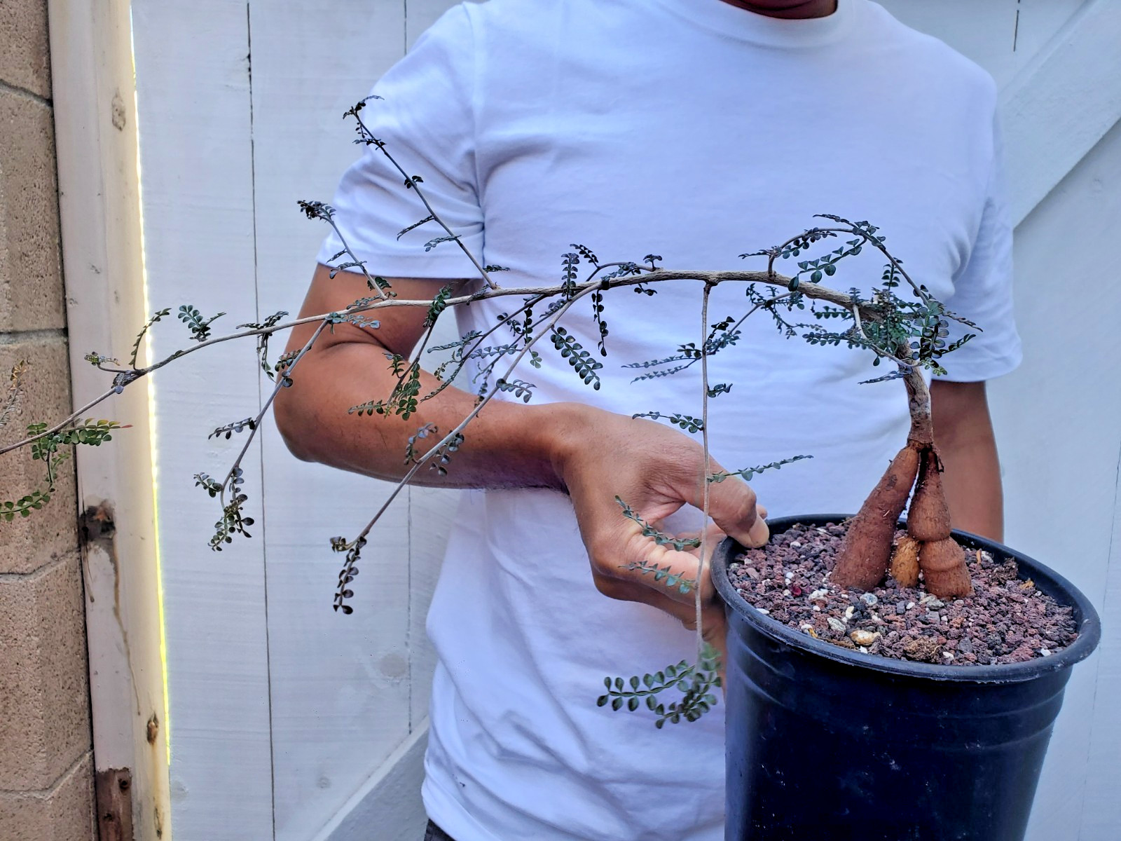 Operculicarya decaryi Succulent gallery