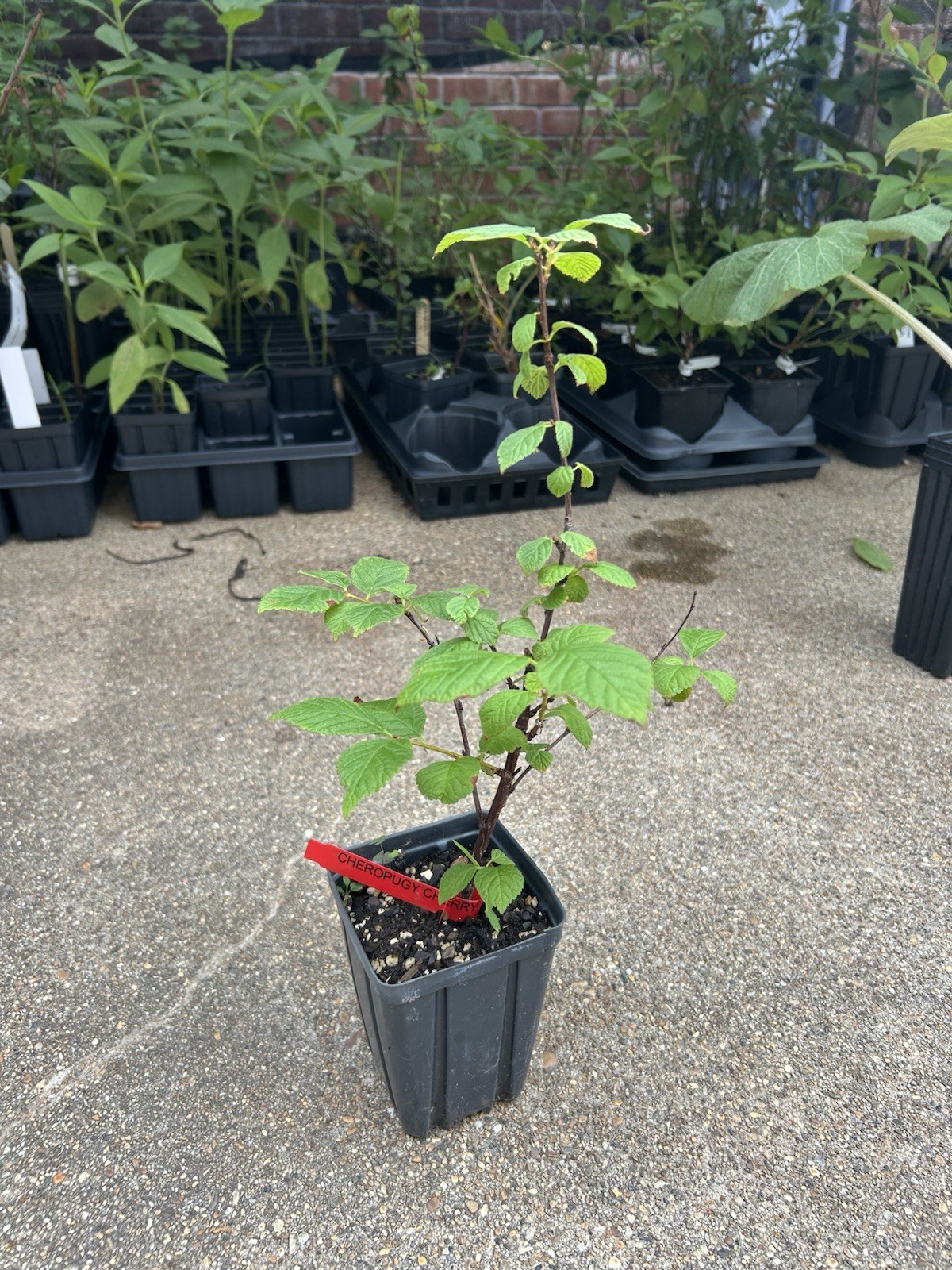 Cheropugy Nanking Bush Cherry (Prunus tomentosa) -1 plant -6-12 in -Edible!!! gallery