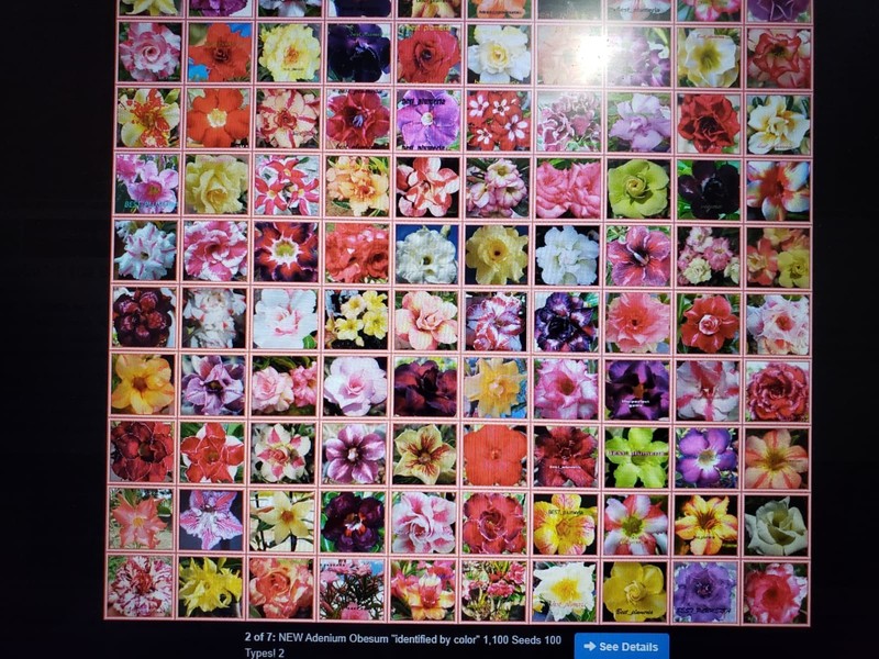 20 Mixed Color-Different Variety-Shape Desert Rose Seeds- USA Seller-Free Ship gallery