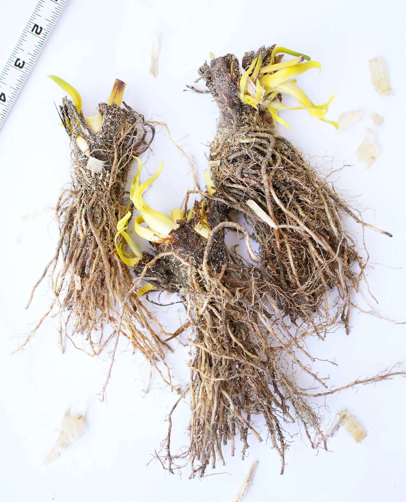 Blue Flag Compact Iris - 3 root divisions gallery