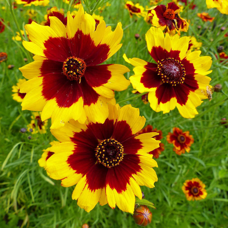 Plains Coreopsis Seeds | Non-GMO | Free Shipping | Seed Store | 1271 gallery