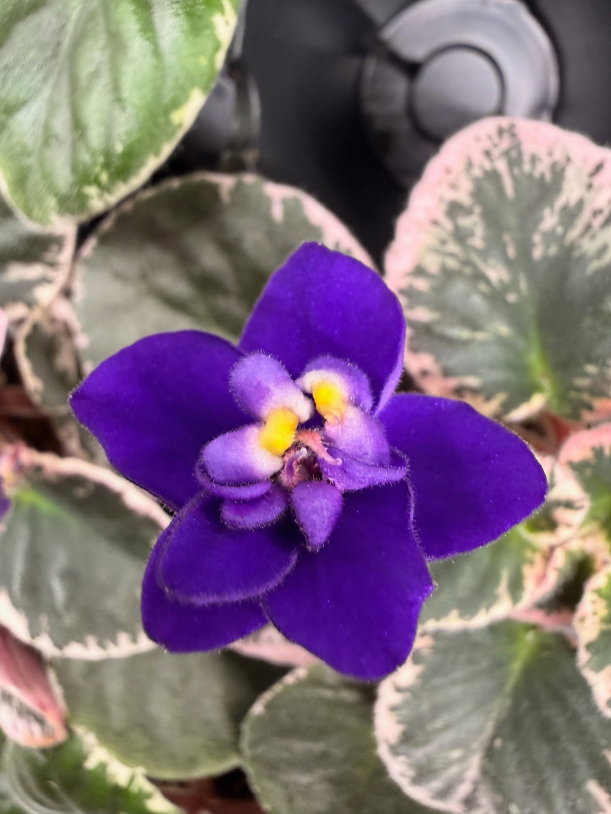 African Violet Plant Cajuns Code Blue Big Starter gallery