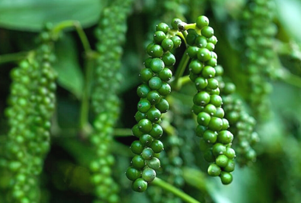 Black Pepper Sun Dried 100% Pure Ceylon Peppercorns,Real Spice Free Shipping gallery