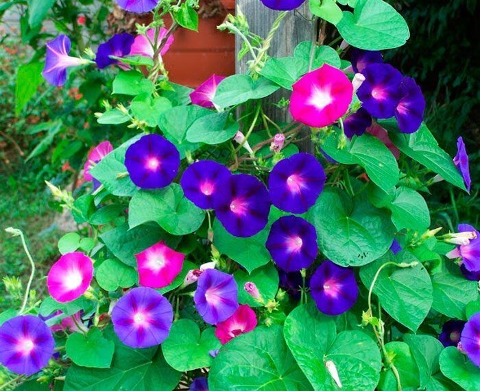 400+ MORNING GLORY FLOWER SEEDS - MIXED COLORS - CLIMBING - BEAUTIFUL --- FRESH gallery