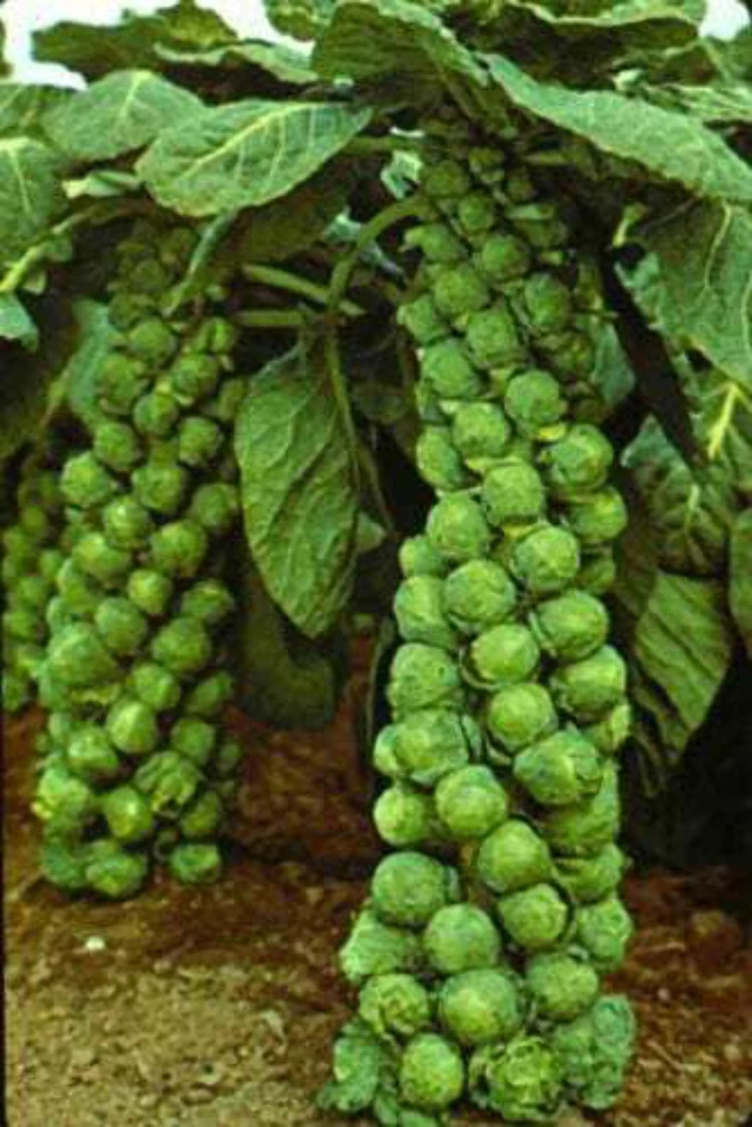 800+ BRUSSEL SPROUT SEEDs - CATSKILL --- Heirloom -- Organic -- NON GMO -- FRESH gallery