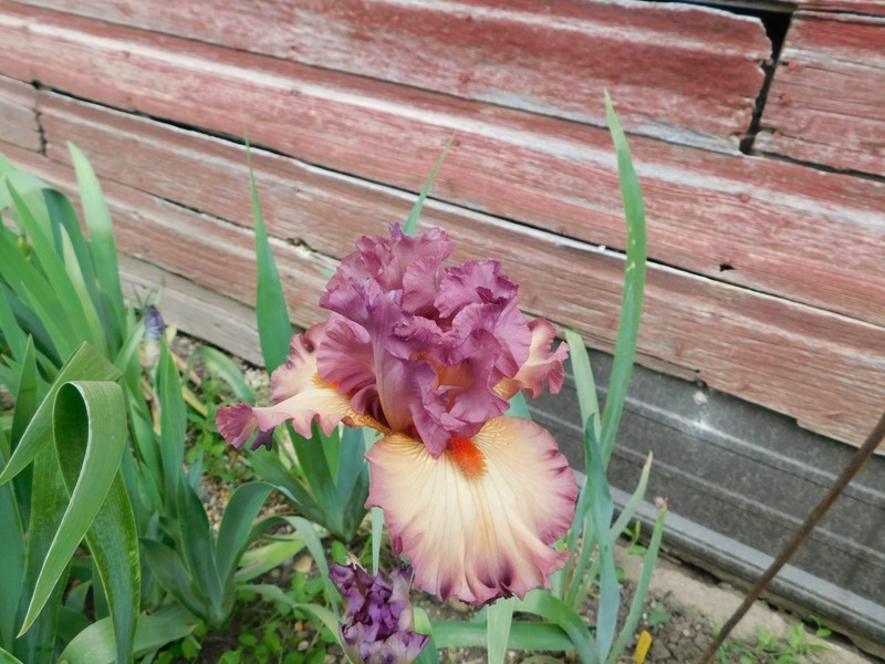 Tall Bearded Iris TO TOO TWO gallery