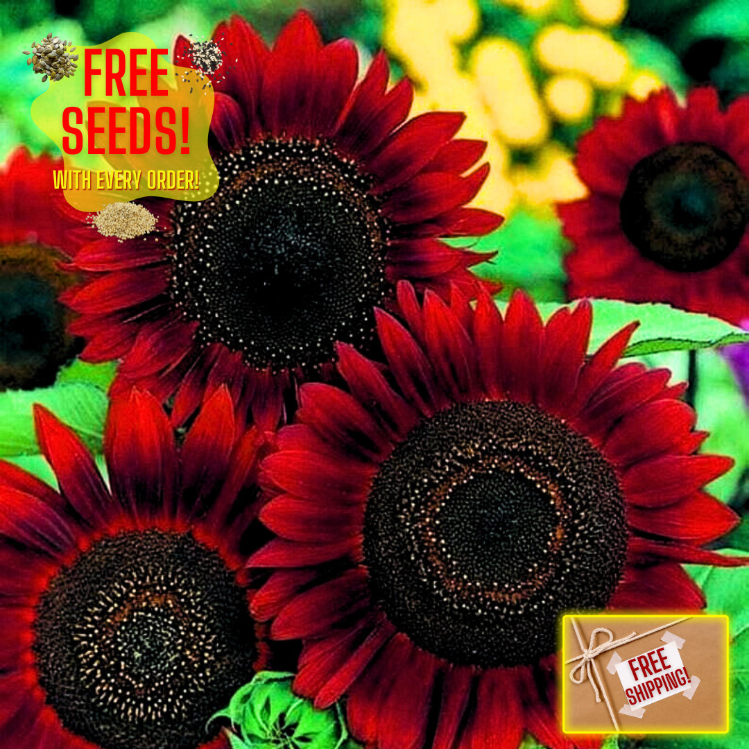 Fresh Premium Red Sun Sunflower Seeds | Heirloom Non-GMO | Flower seeds gallery