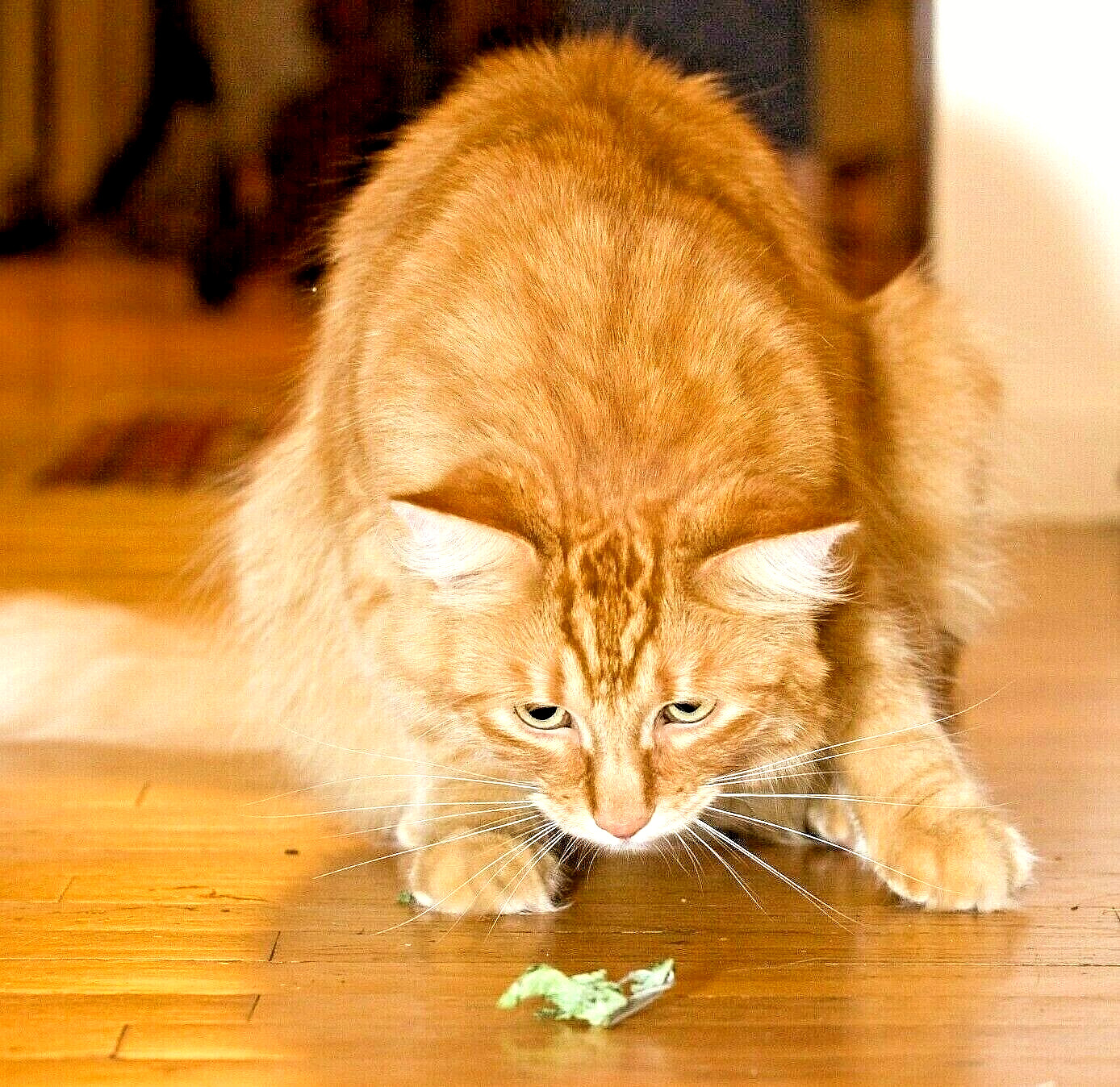 1000+ CATNIP SEEDS PERENNIAL SPRING MOSQUITO BUG REPELLING NON-GMO HEIRLOOM HERB gallery