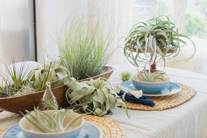 Premium Medium & Large Tillandsia Grab Bag - Wholesale Indoor/Outdoor Plants gallery