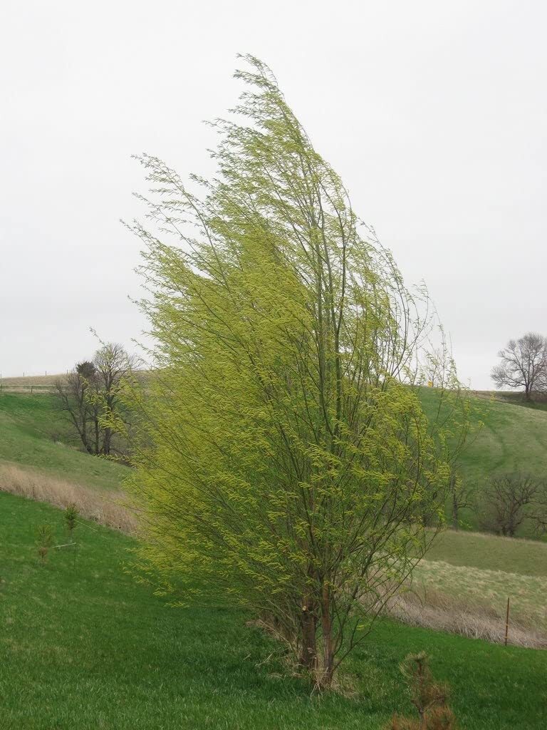 One Hybrid Willow Tree to Grow - Fast Growing Privacy or Shade - Austree Willow gallery