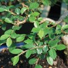 Live Chinese Elm Outdoor Bonsai Tree - 5 Years Old, 6"-8" Tall in Plastic Pot gallery
