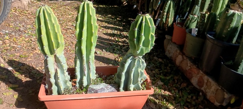Cereus Peruvianus 'Peruvian Apple' 14" x 5" Thick Mature Blue Cactus gallery