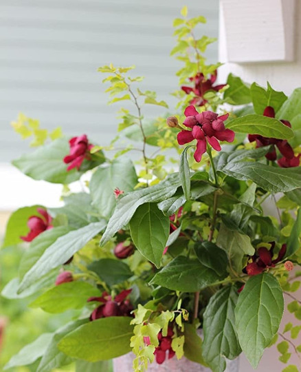SWEET SHRUB gallery