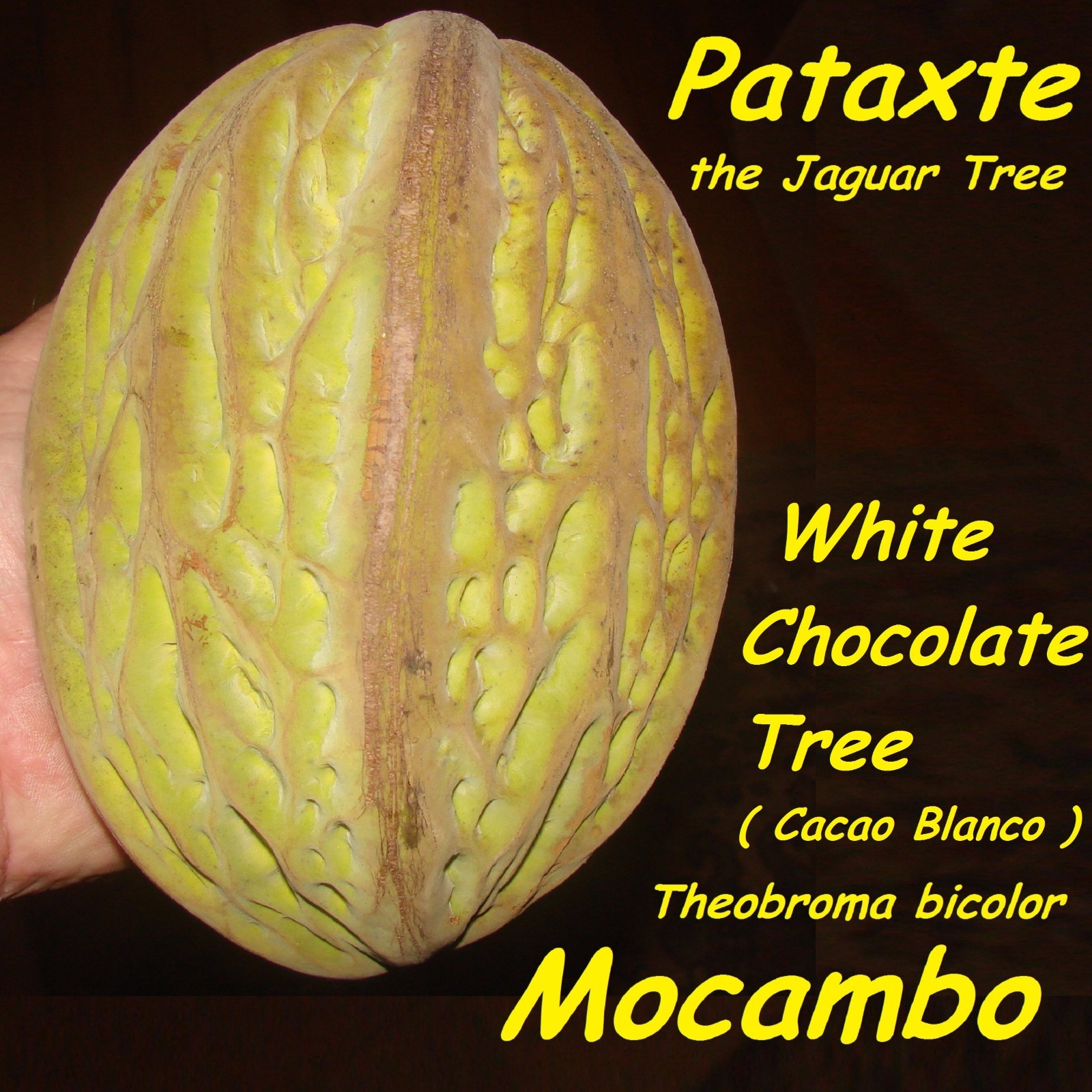 ~MOCAMBO~ Theobroma bicolor WHITE CACAO TREE Balam-te JAGUAR TREE Large PLANT gallery