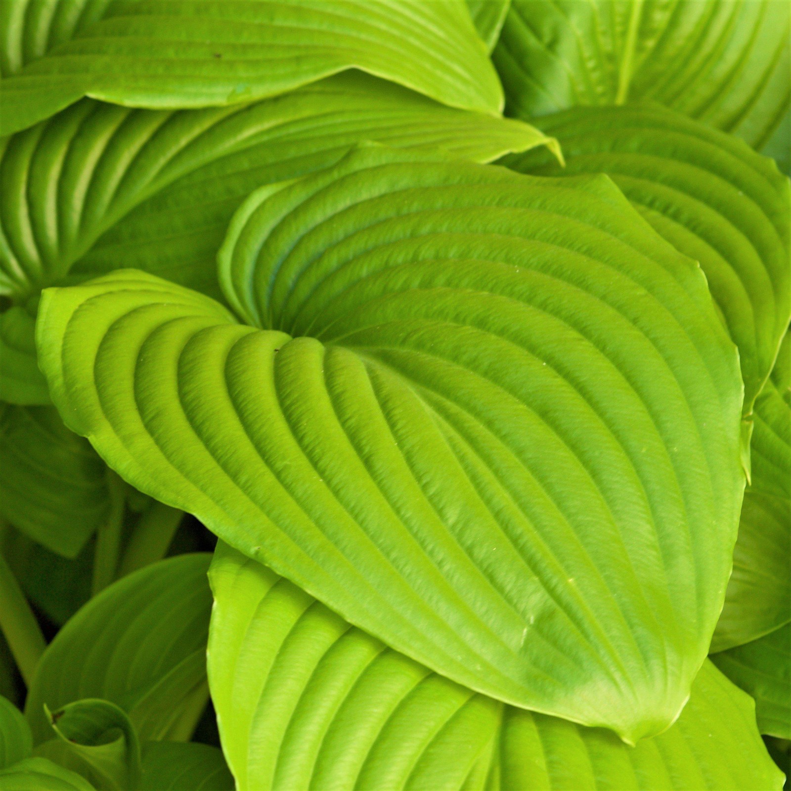Hosta Sum and Substance 3 Roots, Summer Blooms & Chartreuse Foliage in Shade gallery