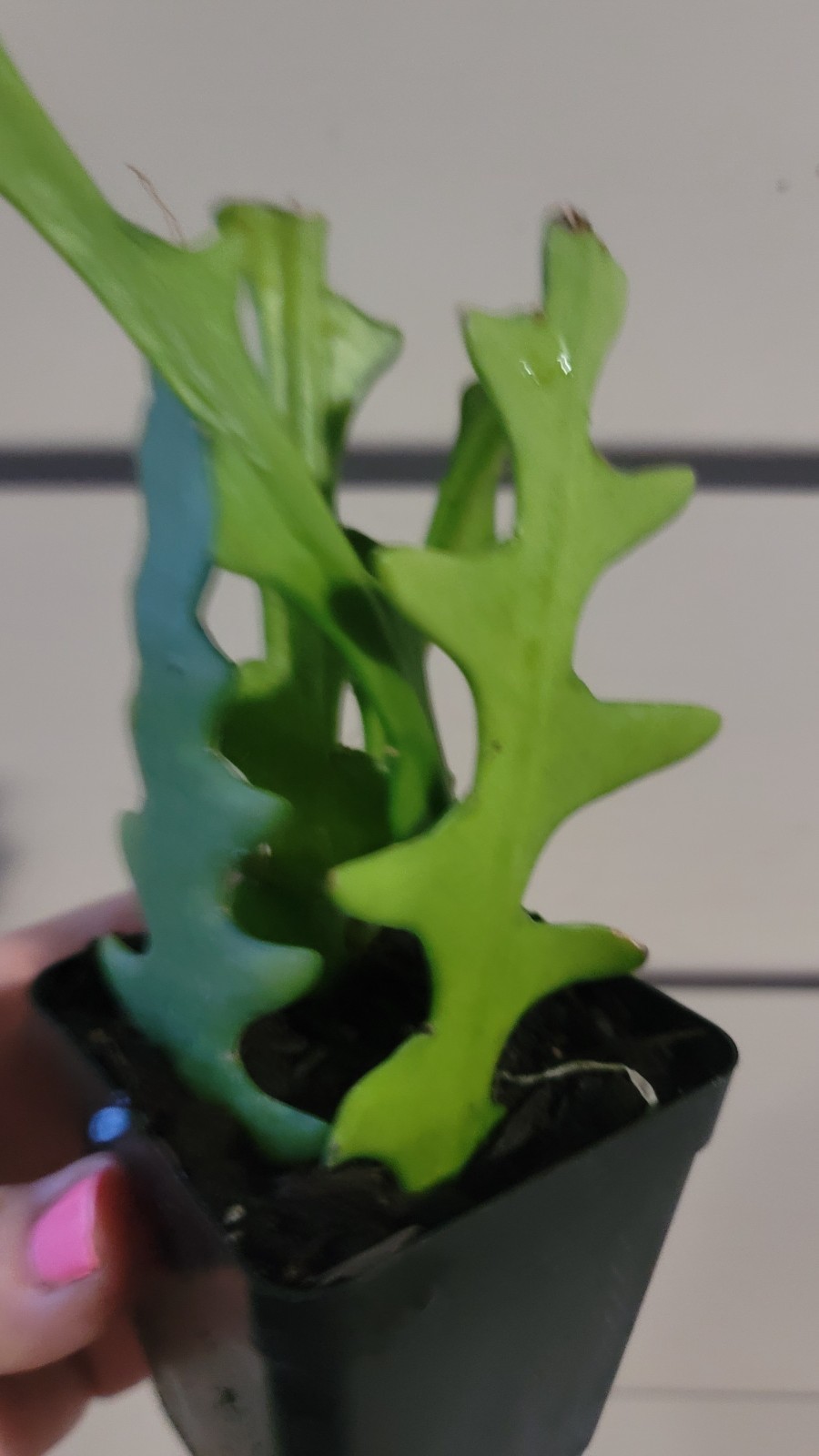 Zig Zag Cactus Ric Rac Orchid Live Plant gallery