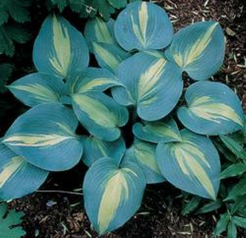hosta TOUCH OF CLASS medium thick disease-free 2.5" pot = 1 Live Potted Plant gallery