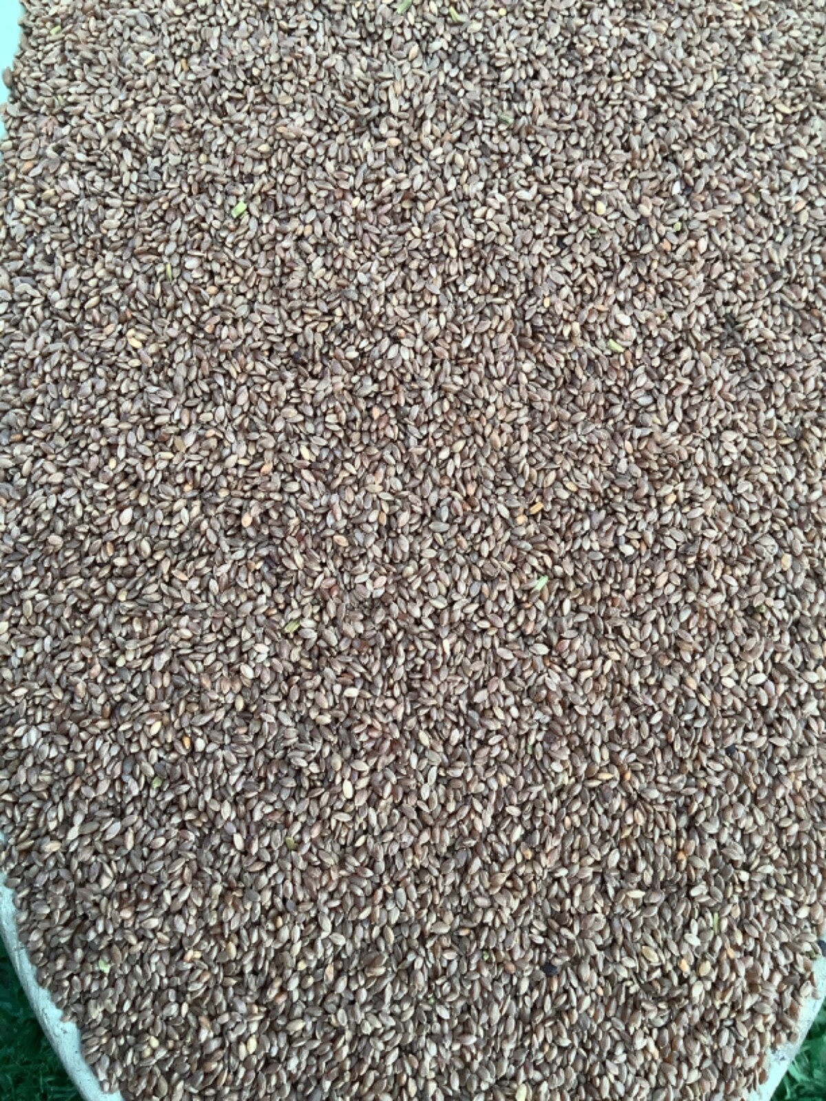 🇺🇸 Premium Hollywood Bermuda (hulled) Grass Seed Drought tolerant gallery