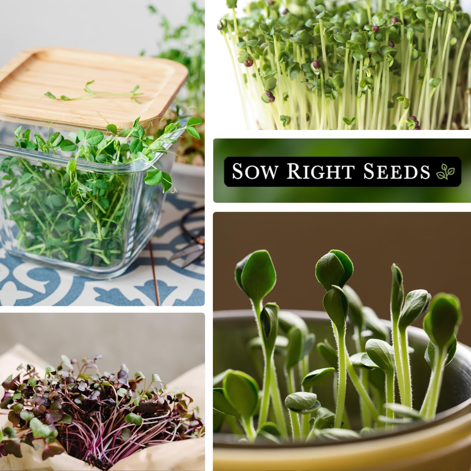 Large Microgreens Seed Collection 10 Superfood Varieties for Indoor Gardening gallery