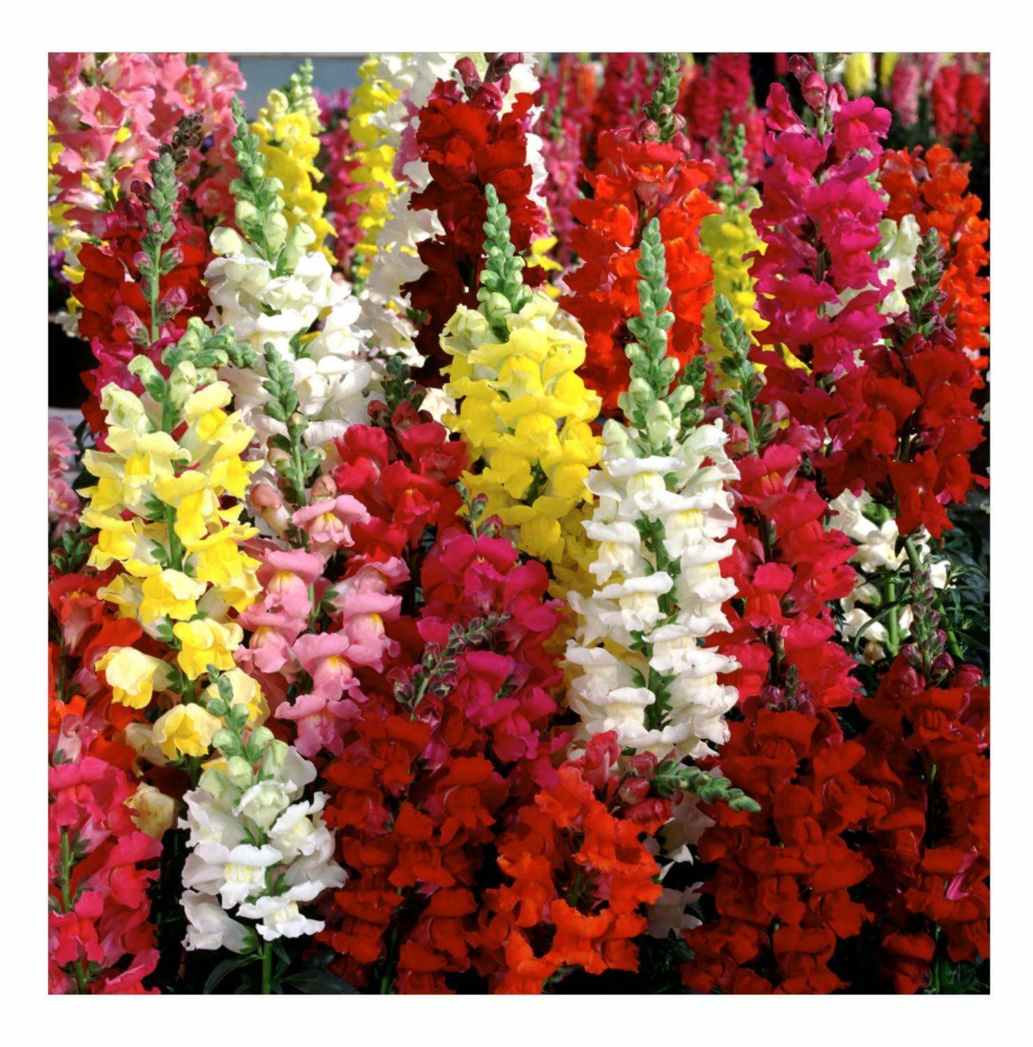 Snapdragon Seeds, Tetra Mix, Multi Color Blooms, Bees and Butterflies, FREE SHIP gallery
