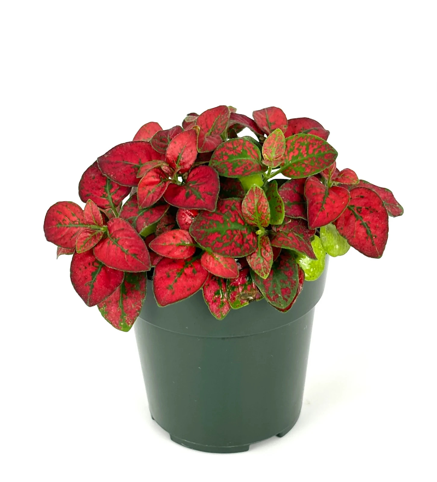 Hypoestes Red Splash Live Potted House Plants Air Purifying, 2.5" Pot gallery