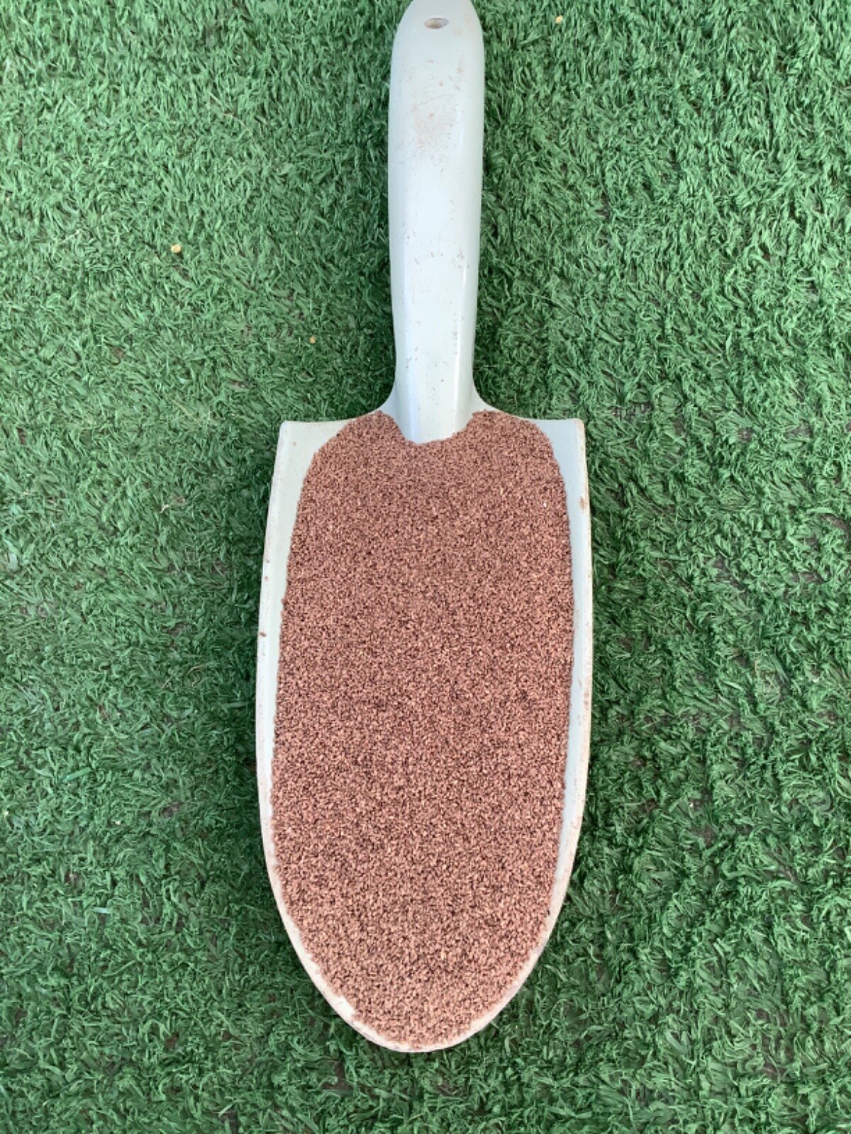 🇺🇸 Premium Hollywood Bermuda (hulled) Grass Seed Drought tolerant gallery