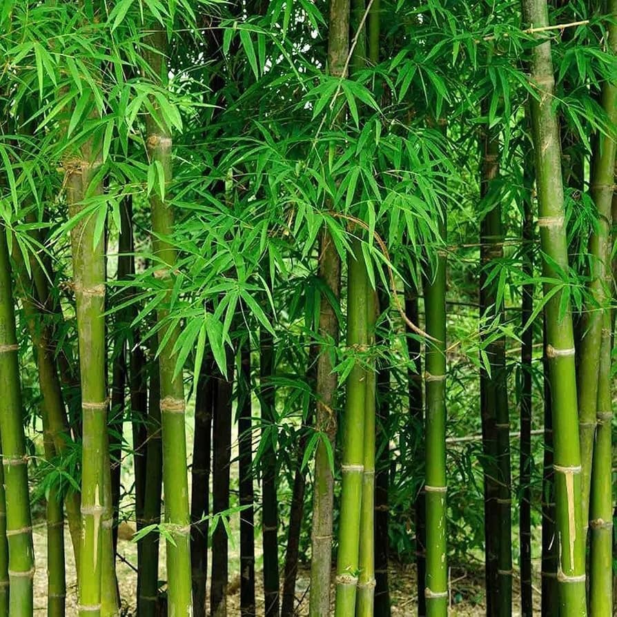 Giant Bamboo Seeds for Planting - Quick Growth and Winter Hardy (100 Seeds) gallery