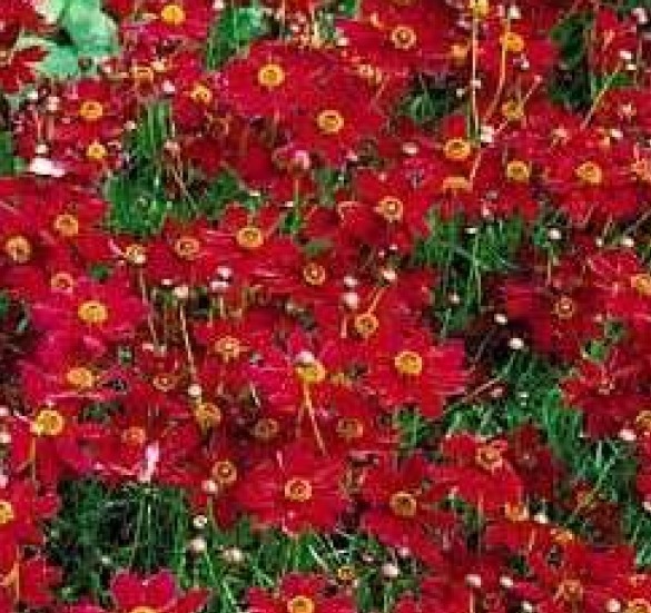 PLAINS COREOPSIS TALL RED FLOWER 100 FRESH SEEDS FREE USA SHIPPING gallery