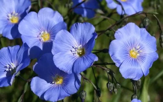 Linum usitatissimum | Common Flax | Linseed | 20_Seeds gallery