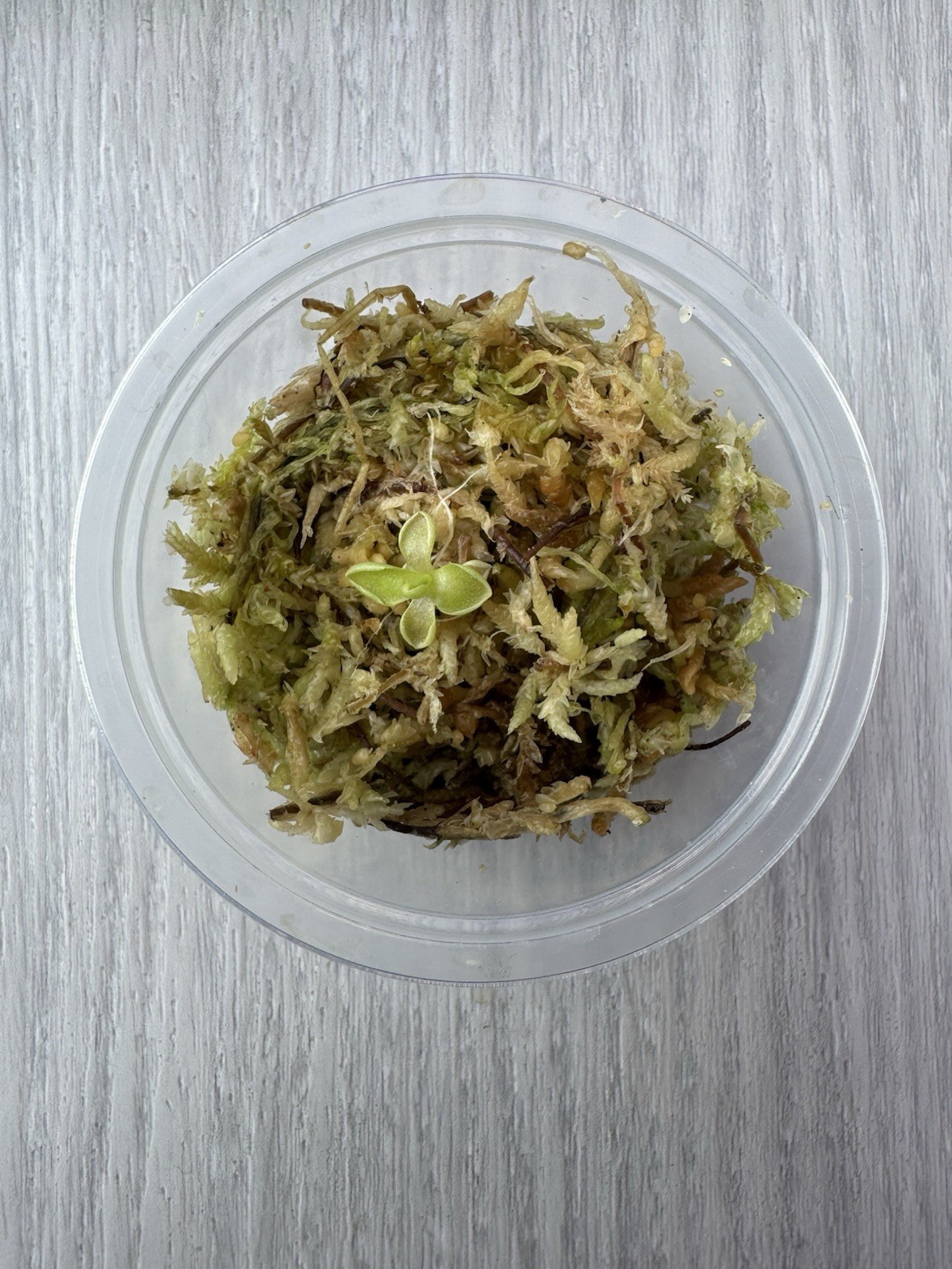 Butterwort - Pinguicula ‘Estrellita’ - Carnivorous Plant Start Propagation Kit gallery